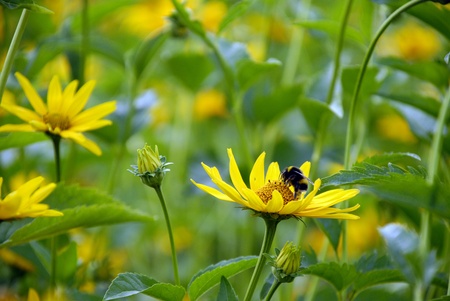 Yellow, blooming Heliopsis scabra with beeの写真素材