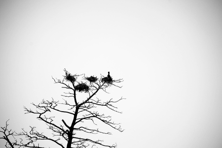 cormorants houmeの写真素材