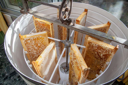 Beekeeping - close up of manual honey extractor with beehive frames filled with honeyの写真素材