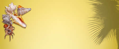 Group of beautiful seashell isolated on a yellow gradient background and palm tree shadowの写真素材