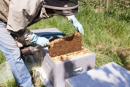 Beekeeping - A beekeeper's spring visit to the apiary of a beekeeper inspecting a frame of bee-covered broodの写真素材