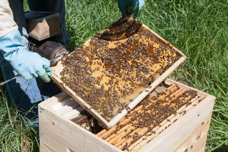 Beekeeping - A beekeeper's spring visit to the apiary of a beekeeper inspecting a frame of bee-covered broodの写真素材