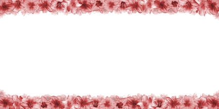 Frieze of red and white flowers on a white backgroundの写真素材