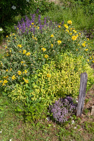 In the organic vegetable garden - association of aromatic and medicinal plants on the edge of the vegetable garden - Sages and thymeの写真素材
