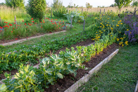 In the kitchen garden - rows of beans and potatoes in a small family kitchen garden in the countrysideの写真素材