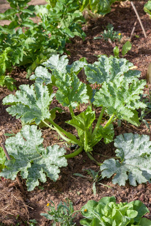 In the vegetable garden - Young zucchini plant in the ground surrounded by other vegetablesの写真素材