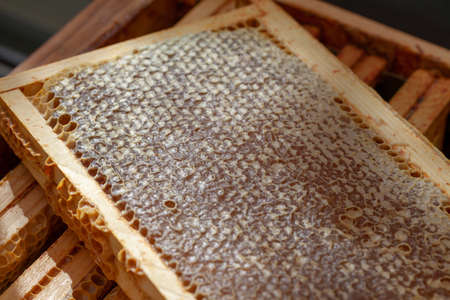 Beekeeping - honey harvesting - Cells filled with honey and capped on a super frame of a hiveの写真素材