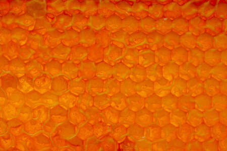 Beekeeping - harvesting honey - frame filled with honeyの写真素材