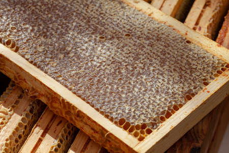 Beekeeping - honey harvesting - Cells filled with honey and capped on a super frame of a hiveの写真素材