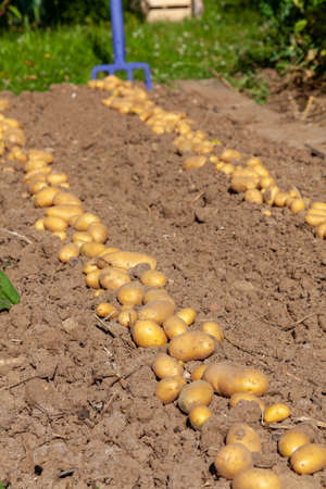 Potato harvest in home garden - row of potatoes drying in the sun on the earthの写真素材