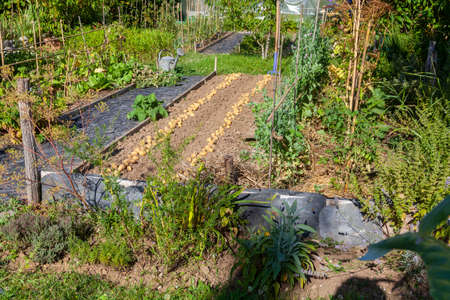 Potato harvest in home garden - row of potatoes drying in the sun on the earthの写真素材
