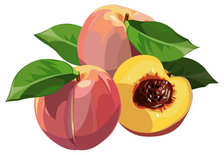 Peachesのイラスト素材