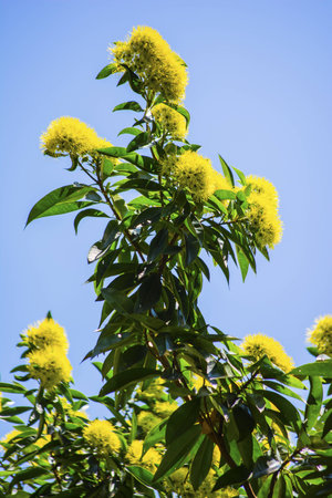 Golden Penda framed with green leaves and blue skyの写真素材