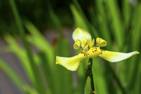 Delicate yellow walking iris shot up closeの写真素材