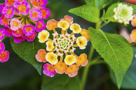 Lantana of different colours with an insect in the middleの写真素材