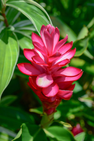 Red ginger with petals pink on the outside and whitish on the insideの写真素材