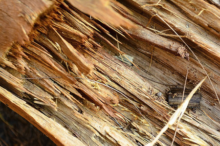 Abstract texture of broken timber and splintersの写真素材