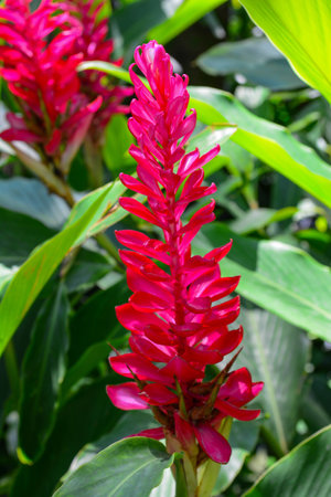 Tall red ginger taken from the sideの写真素材