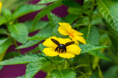 Bumblebee collecting nector from yellow adderの写真素材