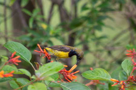Sunbird perched on a fllower stalk for nectarの写真素材