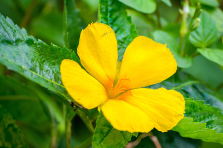 Yellow adder framed within leaves after a short drizzleの写真素材