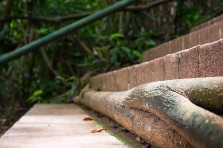 Root of tree going around man-made steps of bricksの写真素材