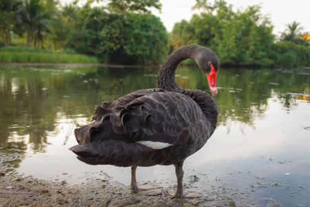 Swan standing on muddy ground posingの写真素材