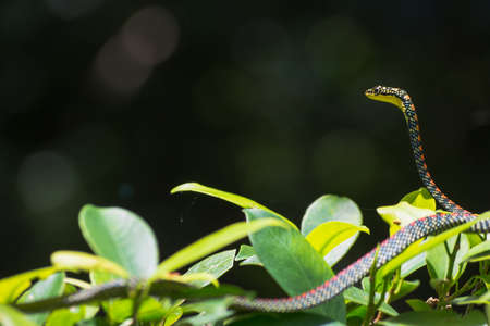 Tree snake surveying area on a hot sunny dayの写真素材