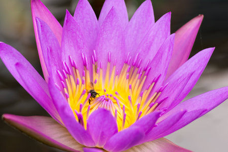 Macro Shot of water lily with a bee in the middleの写真素材