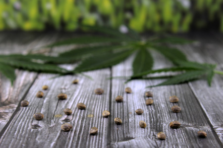 Cannabis leaves and seeds on wooden tableの写真素材