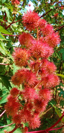 Castor oil plant. Full of its yield.の写真素材