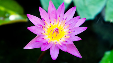 Single lovely lotus in the pool