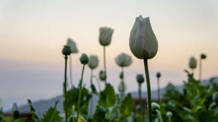 Opium flowers, which are covered with dew in opium fields at dawn.の写真素材