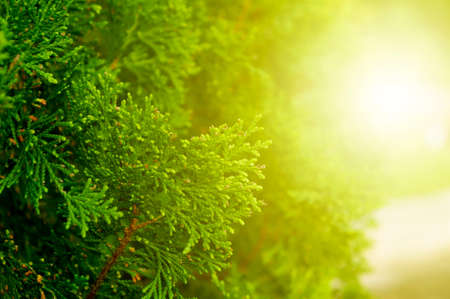 Green Thuja leaves in park with sunlight in background on sunny day, Thuja twig with blur backgroundの写真素材