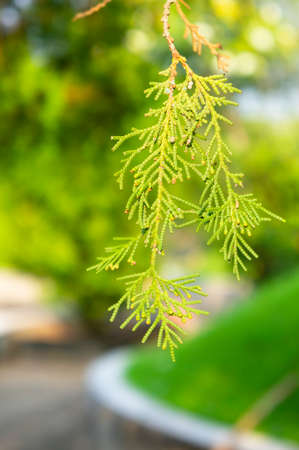 A green Thuja branch in park, Close up green Thuja leaves and brown limbの写真素材