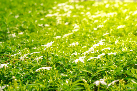 Fields of green leaf with white petal flowers. Natural green plant landscape view.