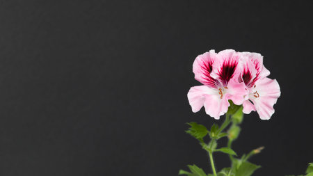 Pink geranium flower isolated on black background with copy space for text