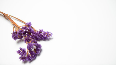 Purple statice flowers isolated on white background with copy space.の写真素材