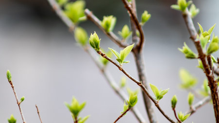 Young leaves on the branches of a tree in spring, close-upの写真素材
