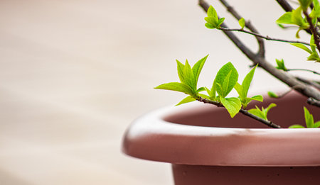 green plant in flower pot with copy space for your text or imageの写真素材