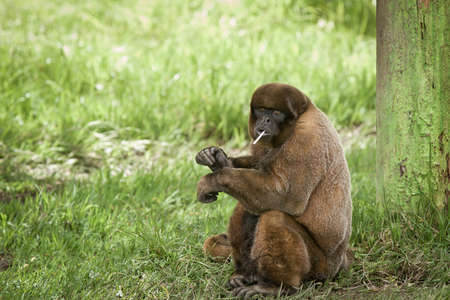 wooly monkey enjoying  eating a candy sucker by a treeの写真素材
