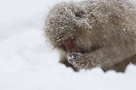 Japanese snow monkey eating in the snowの写真素材