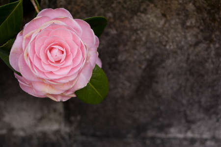 Flower pink slightly wilted and aged, with grey blurred backgroundの写真素材