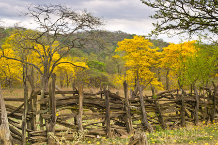 LAPOTILLO LOJA ECUADOR ,Feb 02, 2013.  Guayacanes (lignum vitae) bloming near Lapotillo Ecuador Feb...