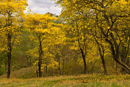 LAPOTILLO LOJA ECUADOR ,Feb 02, 2013.  Guayacanes (lignum vitae) bloming near Lapotillo Ecuador Feb...