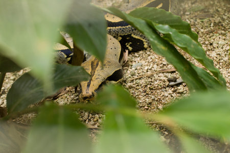 Boa Constrictor in green plants
