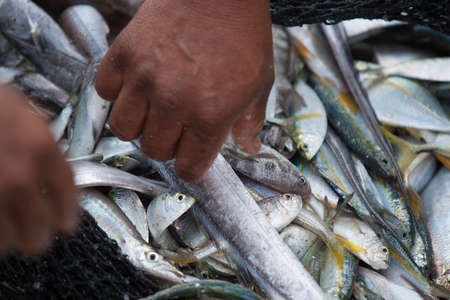 Fresh uncooked fish in net unsorted, many different kindsの写真素材