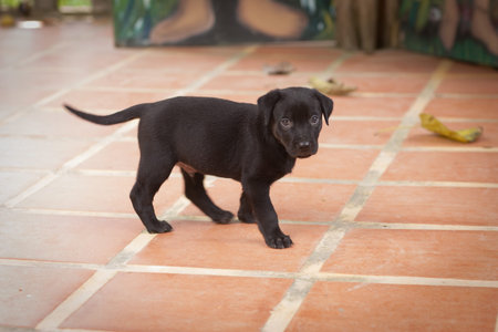 Black Lab puppy looking 11 weeks Old B W image black and white image on stairsの写真素材