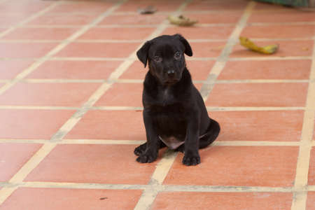 Black Lab puppy looking 9 weeks sitting and lookingの写真素材