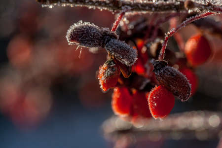 Red Berrys with back lite Ice Crystals against dark blurred backgroundの写真素材